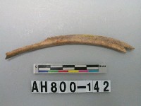 藏品(獸骨殘骸)的圖片